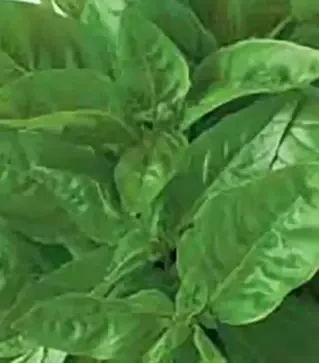 Насіння базиліку Геновезе, 500 г (Коуел)