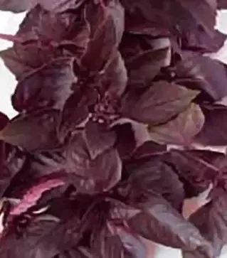 Семена базилика Ред Рубин, 500 г (Коуэлл)