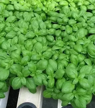 Насіння базиліку Емілі, п.о. 50 тис. насінин (Enza Zaden)