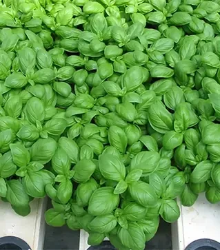 Семена базилика Мариан, п.е. 50 тыс. семян (Enza Zaden)