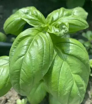 Семена базилика Грин Дом, 500 г (Spark Seeds)