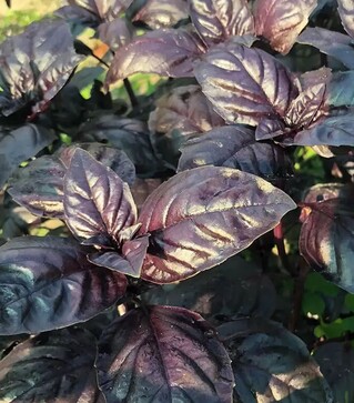 Насіння базиліку  Віолет Кінг F1, 500 г (Spark Seeds)