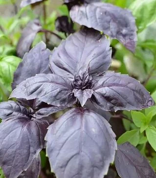 Семена базилика Ред Рубин, 1 кг (Moravoseed)