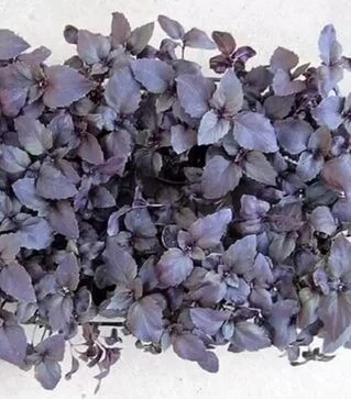 Семена базилика Рози, 50 г (Vitalis)