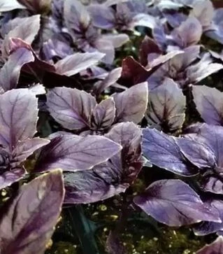 Семена базилика Рози, 50 г (Vitalis)