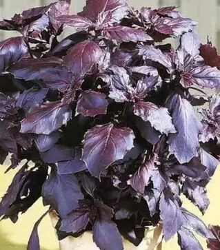 Семена базилика Рози, 50 г (Vitalis)