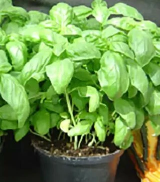 Семена базилика Эдвина, 50 г (Vitalis)