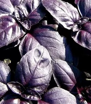 Семена базилика Ред Рубин, 50 г (Moravoseed)