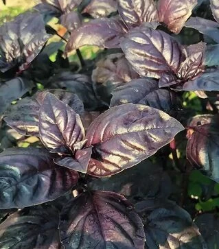 Насіння базиліку Віолет Кінг F1, 50 г (Spark Seeds)