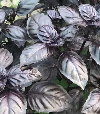 Семена базилика Виолет Кинг F1, 50 г (Spark Seeds)