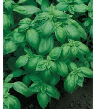 Насіння базиліку Дарк Грін, 50 г (Semo)