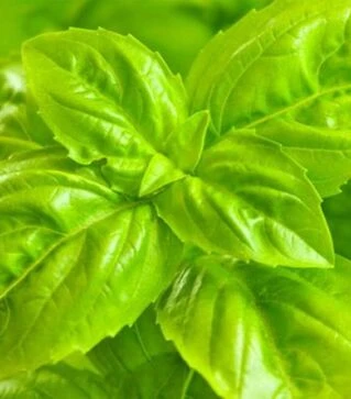 Насіння базиліку Консул, 50 г (Breeding Seeds)