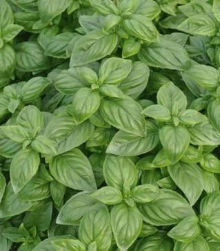 Семена базилика Изумруд, 50 г (Itall-Flora)