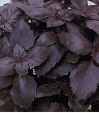 Насіння базиліку Етруск, 25 г (Nasko)