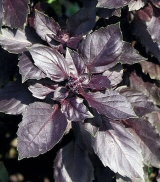 Насіння базиліку Рубін, 50 г (Itall-Flora)