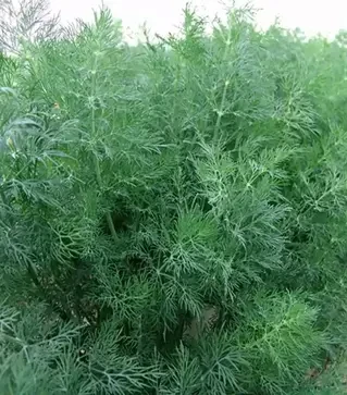 Семена укропа Мораван, 1 кг (Moravoseed)