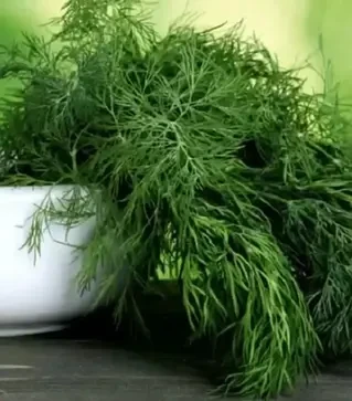 Семена укропа Мега Тетра, 500 г (Libra Seeds)