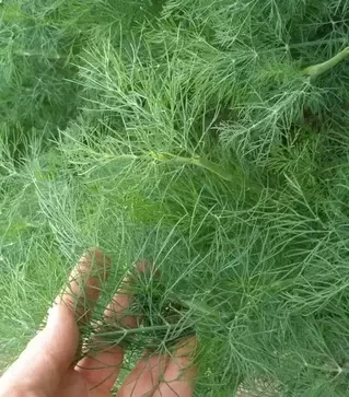 Насіння кропу Компакт, 2 кг (Semo)