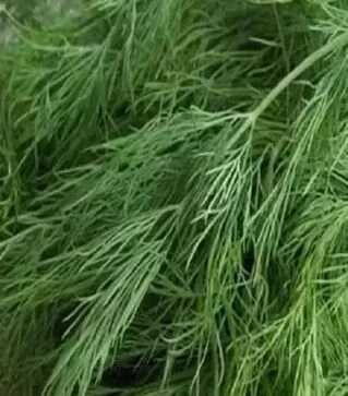 Семена укропа Дарк, 5 кг (Sais)