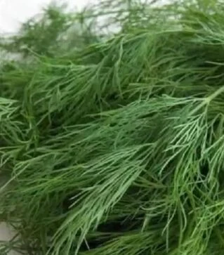 Семена укропа Аллигатор, 1 кг (Semo)