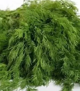 Семена укропа Аллигатор, 1 кг (Semo)