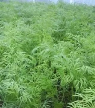 Семена укропа Аллигатор, 1 кг (Semo)