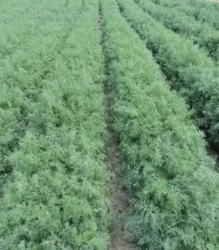 Насіння кропу Алігатор, 1 кг (Gavrish)