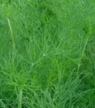 Насіння кропу Алігатор, 1 кг (Gavrish)