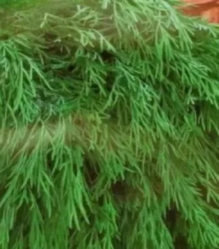 Насіння кропу Ділл Компакт, 400 г (Коуел)