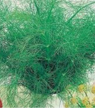 Насіння кропу Тетра, 500 г (Satimex)