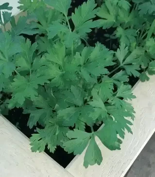 Насіння петрушки Гіганте Де Італія, 500 г (Esasem)