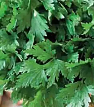 Семена петрушки Коммуне 2, 500 г (Коуэлл)