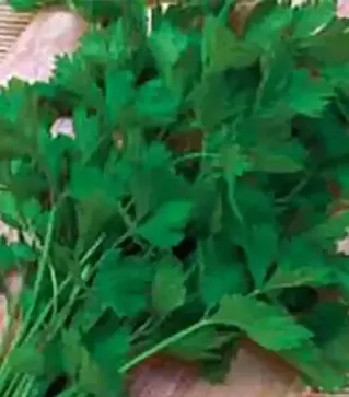 Семена петрушки Гиганте Италия, 500 г (Коуэлл)