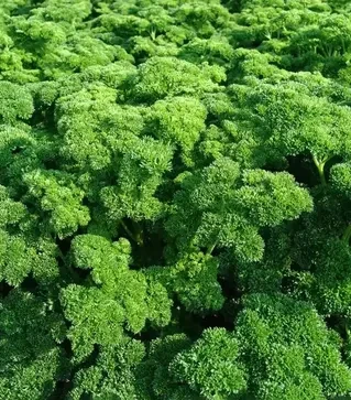 Семена петрушки Астра, 1 кг (Moravoseed)