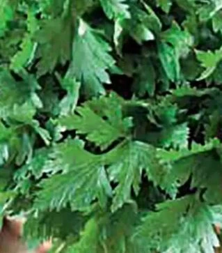 Насіння петрушки Комуне 2, 5 кг (Коуел)