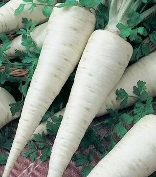 Насіння петрушки Орбіс, 500 г (Semo)