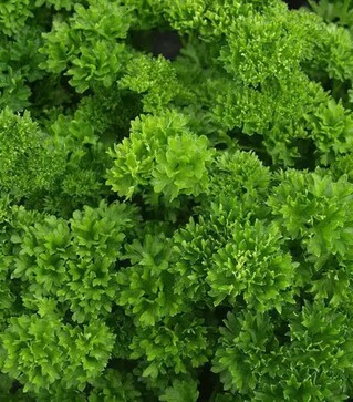 Семена петрушки Мосс, 500 г (Hortus)