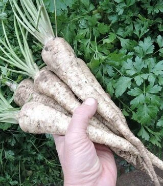 Насіння петрушки Eфез, 500 г (Semo)