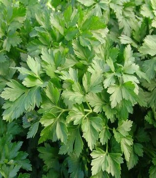 Насіння петрушки Фест, 1 кг (Moravoseed)