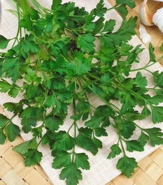 Семена петрушки Фестиваль, 500 г (Semo)