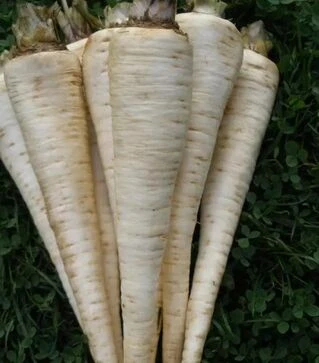 Насіння петрушки Ядран, 500 г (Semo)