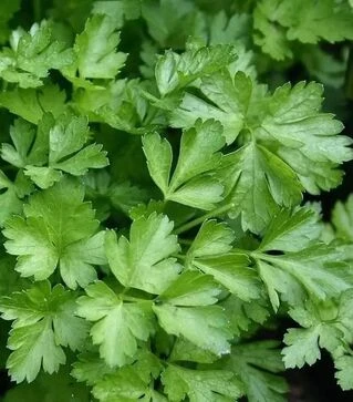 Семена петрушки Фестиваль, 250 г (Semo)