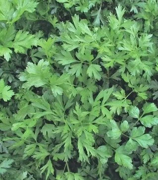 Семена петрушки Фестиваль, 250 г (Semo)