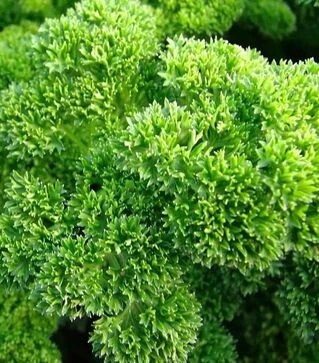 Семена петрушки Кадерва, 250 г (Semo)