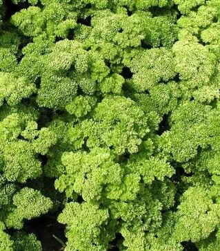 Насіння петрушки Кадерва, 500 г (Semo)