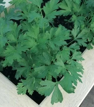 Насіння петрушки Гіганте де Італія, 250 г (Esasem)