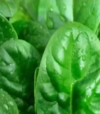 Семена шпината Матадор, 1 кг (Moravoseed)