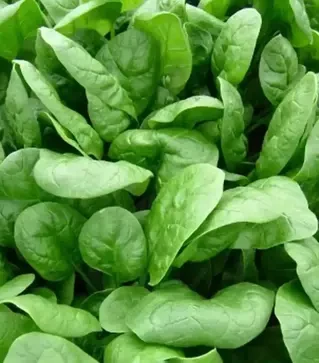 Насіння шпинату Аполло F1, п.о. 50 тис. насінин (Sakata)