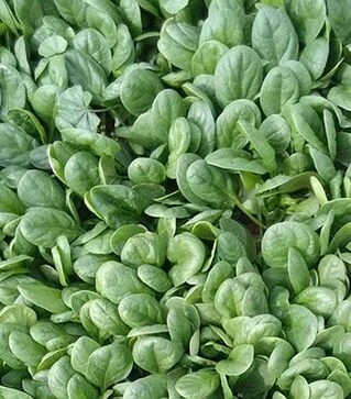 Семена шпината Акадия F1, п.е. 25 тыс. семян (Vitalis)