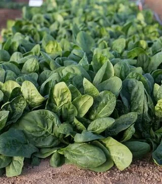 Насіння шпинату Блобфіш F1, п.о. 25 тис. насінин (Rijk Zwaan)